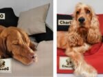 Dog Bed Playpen KINGDOG 100x75 cm Personalized Waterproof