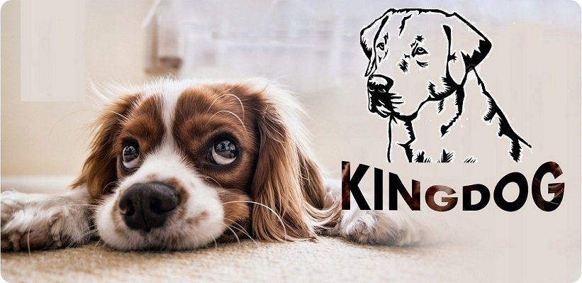 Dog Bed Playpen KINGDOG 100x75 cm Personalized Waterproof