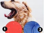 Dog Bed Playpen KINGDOG 100x75 cm Personalized Waterproof