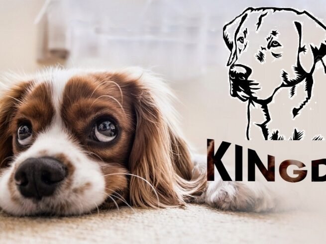 Dog Ded Playpen KINGDOG 130x105 cm Personalized Waterproof