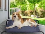 Elevated Dog Bed Puppy Cradle 110x80x18CM
